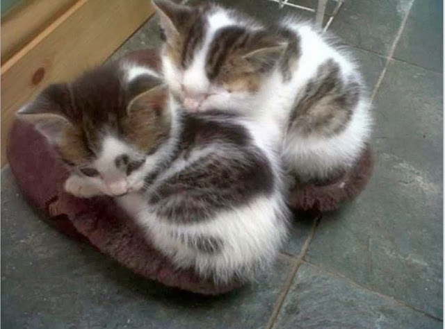 Funny cats - part 83 (40 pics + 10 gifs), cat pics, kittens sleep in shoes
