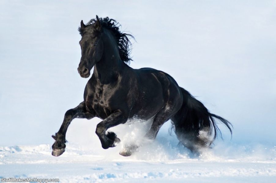 beautiful horse breeds