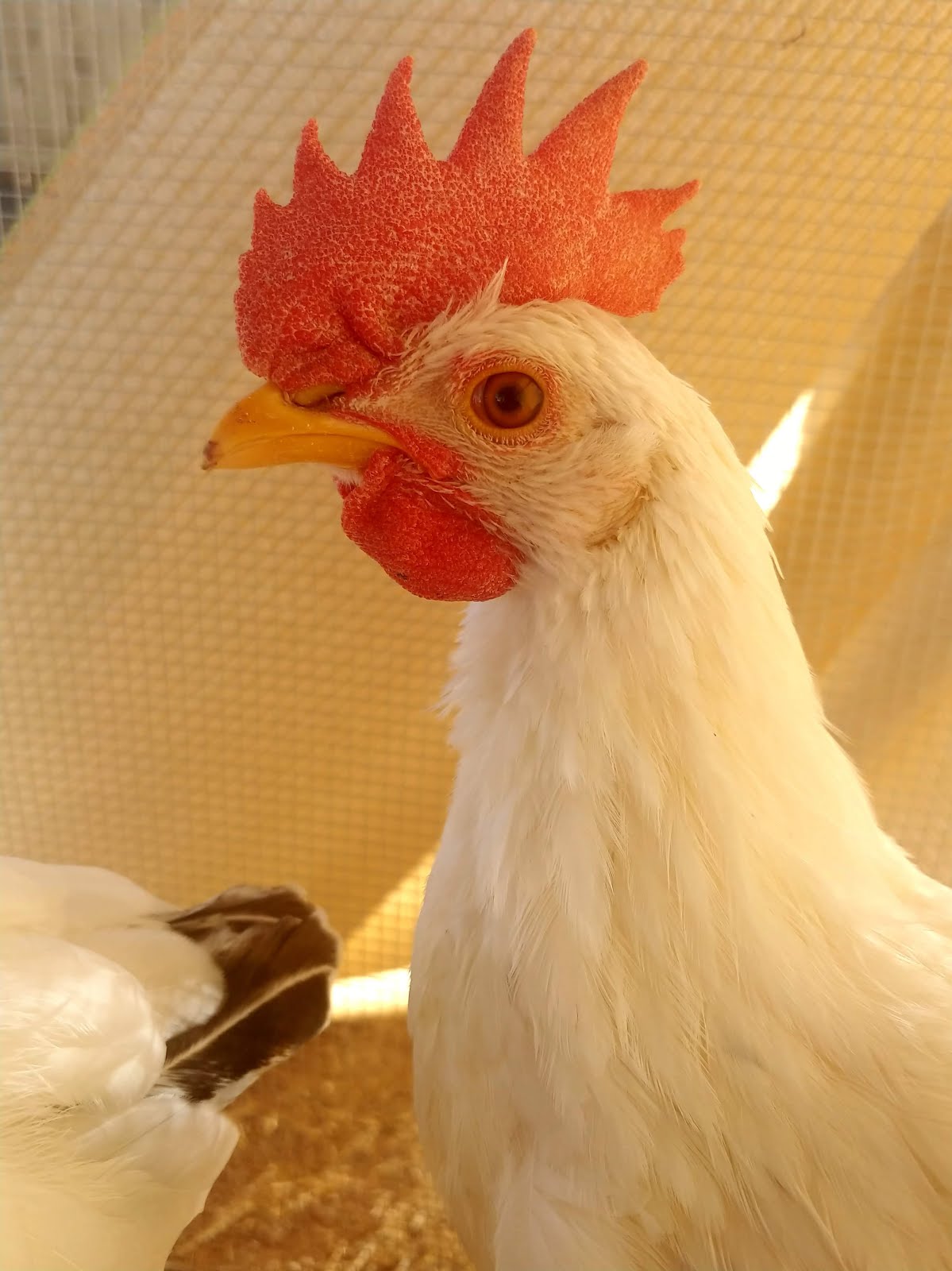 5 Expert Tips for Raising Happy, Healthy Chickens in Your Backyard in