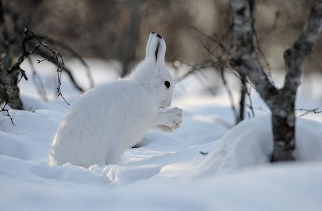 Oh, by the way...: Snow Bunnies