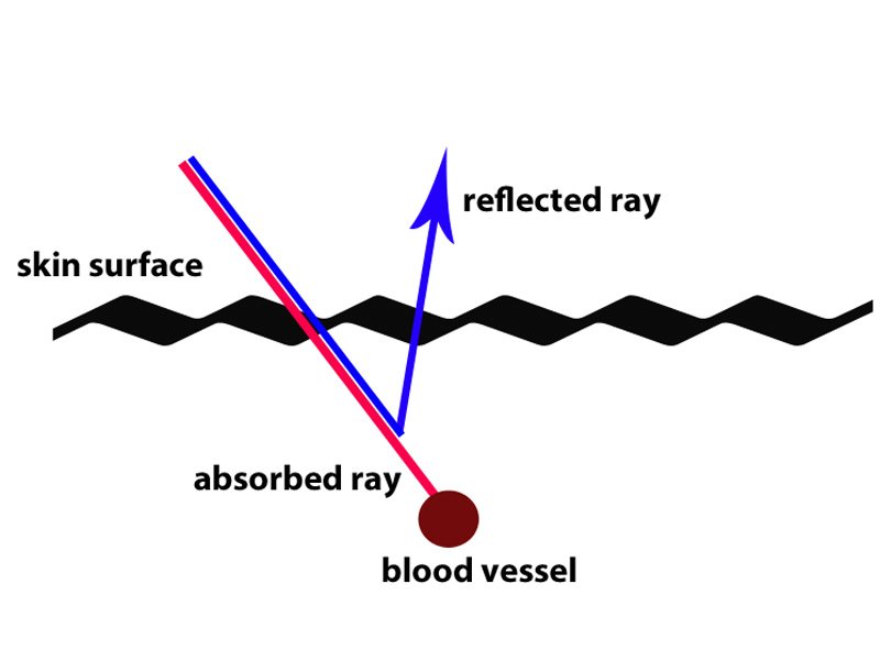 Best of nature: Why Are Veins Blue and Blood Red?