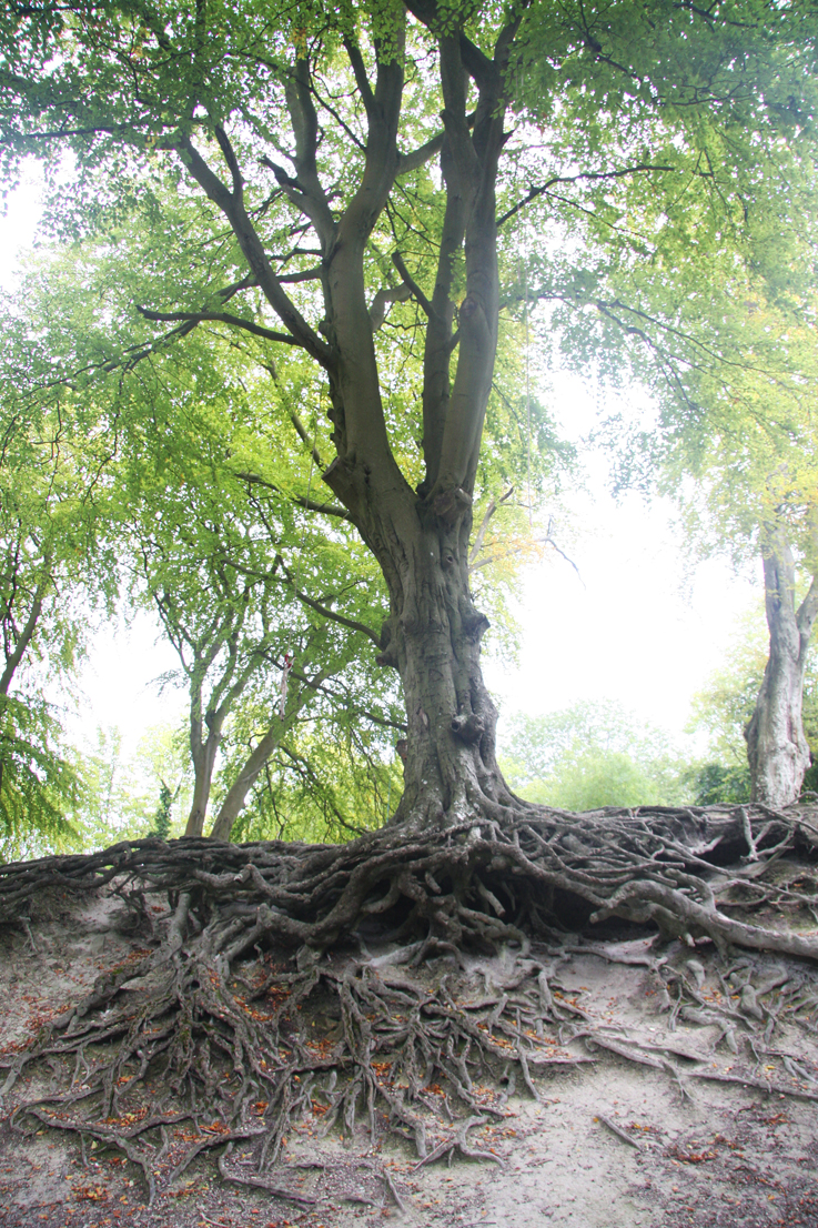 A bad witch's blog News Trees, Paganism, Stone Circles, Witchcraft