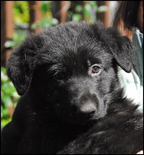 The German Shepherd: Black German Shepherd Puppy