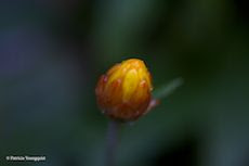 The Last Leaf Gardener: October 2011