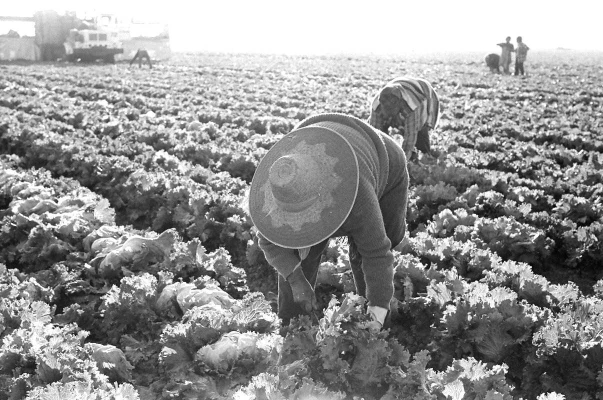 United Farm Workers