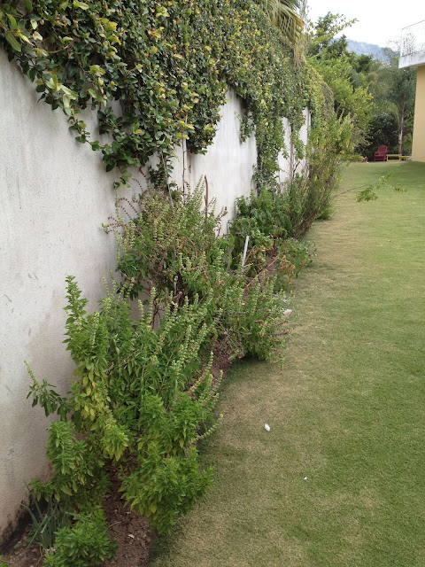 Some shrubs by a wall.