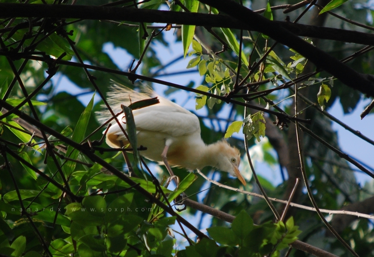 Go birdwatching at Baras Bird Sanctuary in Tacurong