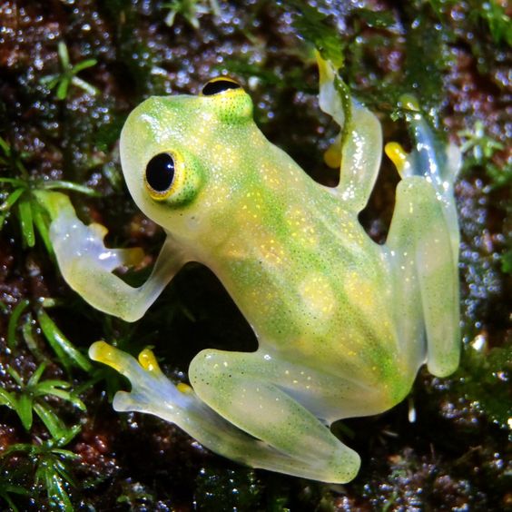 Hyalinobatrachium valerioi(La Palma glass frog) Information and
