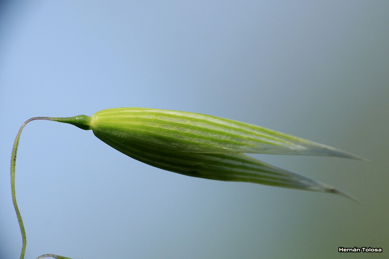 Flora Bonaerense Avena (Avena sativa)