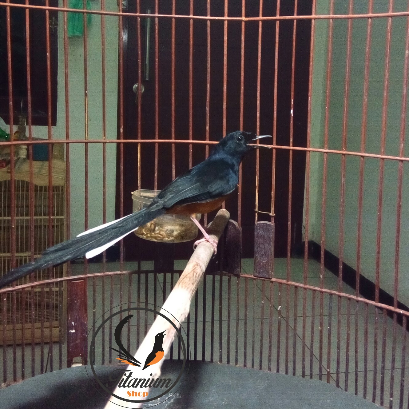 Murai Batu Titanium Medan Bahan TMB-1 | Titanium Bird Farm