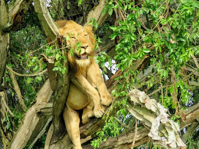 Tree climbing lions in Queen Elizabeth National Park in Uganda