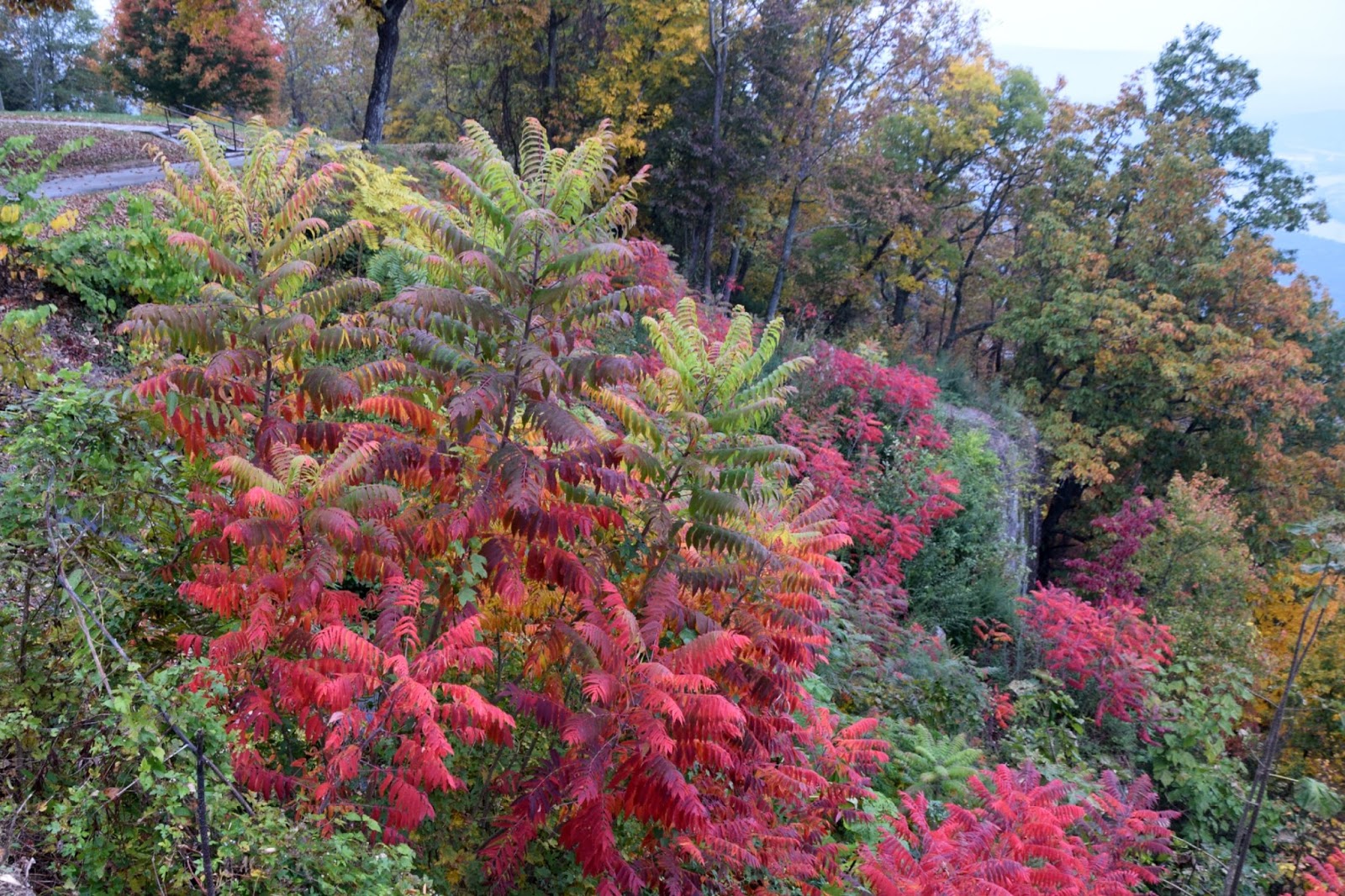Using Native Plants Sumac Roadside’s Rowdy Rhus