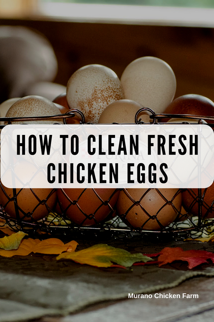 How to clean fresh eggs Murano Chicken Farm
