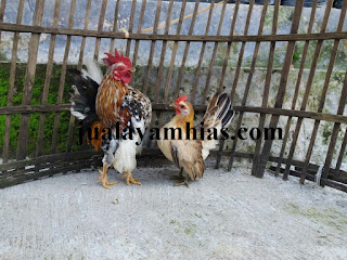 Ayam Serama Dewasa Sepasang