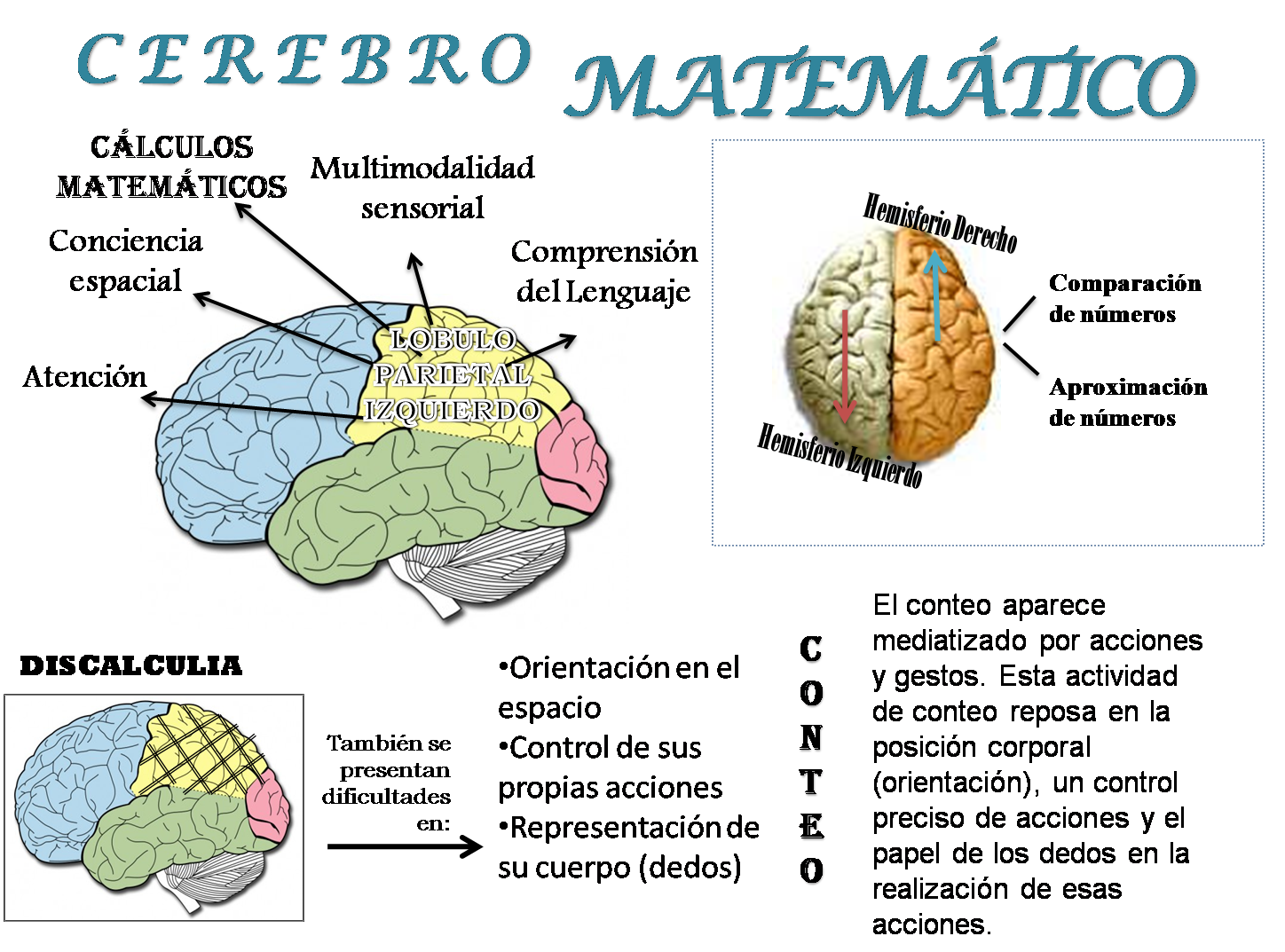 Cerebro Adolescente Matemáticas en el cerebro