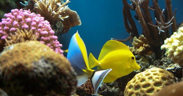 Creative Preschool Time : Fish-Themed Activities For Children