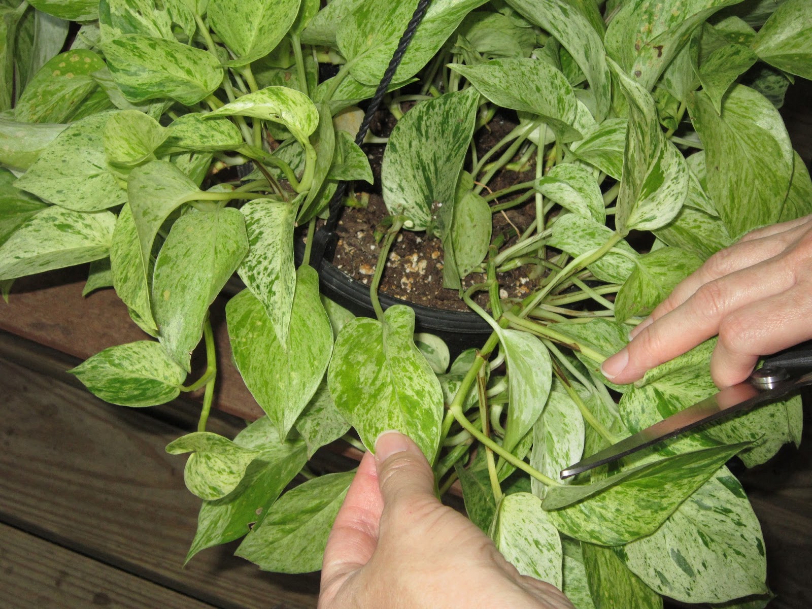 My Simple Life How To Cut Back Pothos Ivy