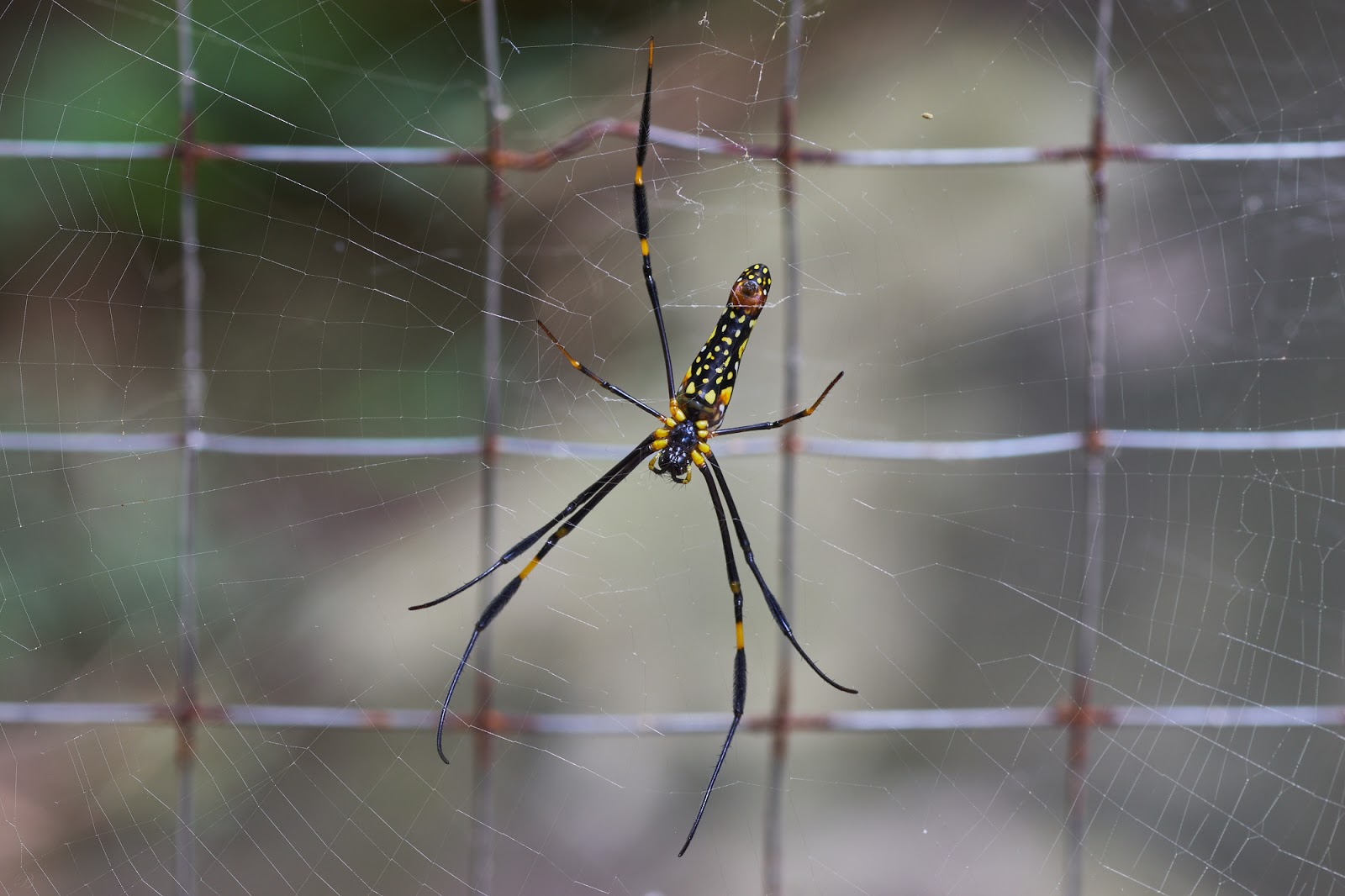 Orb Weaver Close-up