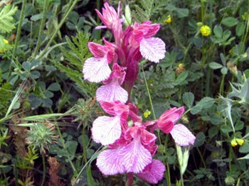 Anacamptis papilionacea: Orchidea farfalla