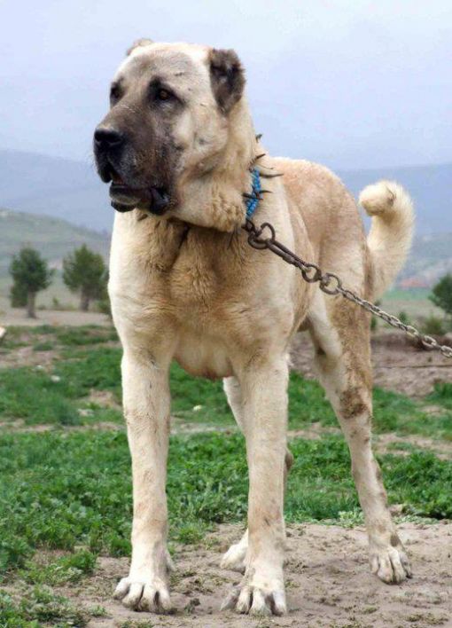 Köpek Severler Kangal Çoban Köpeği Hakkında!