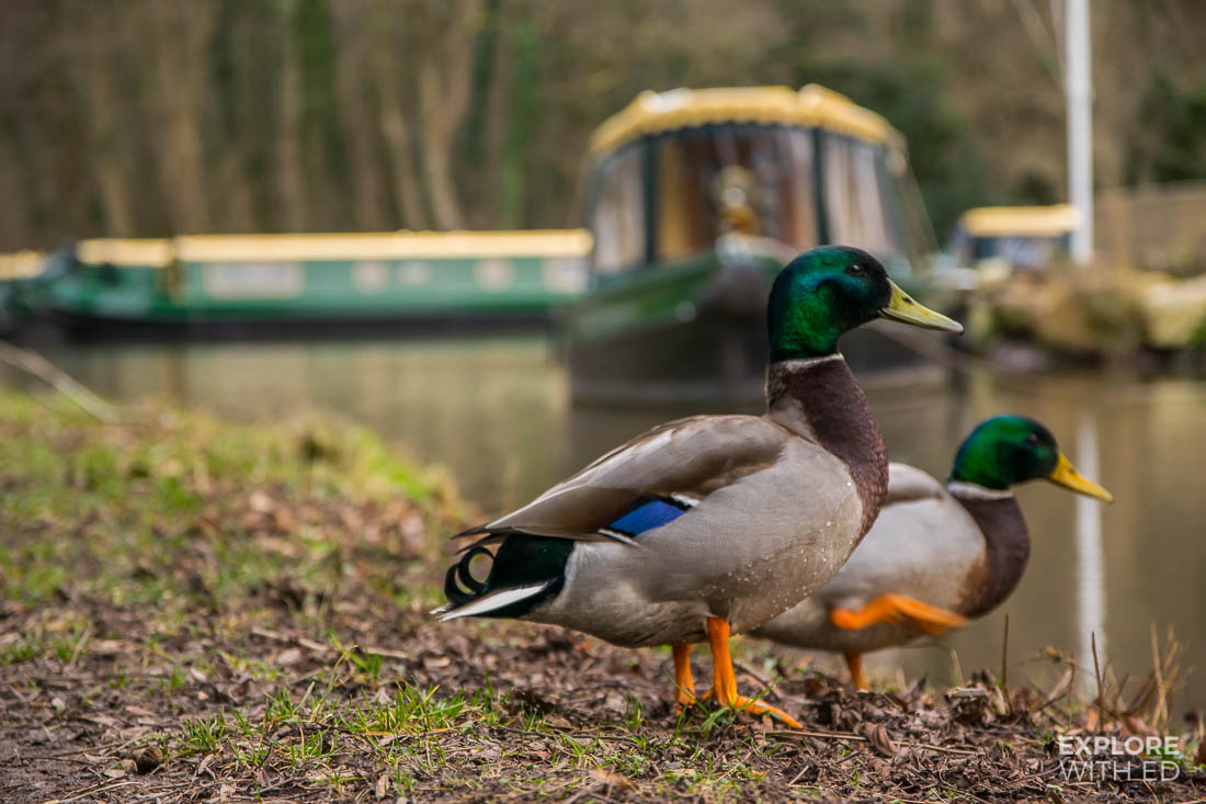 Canal ducks in Llangattock