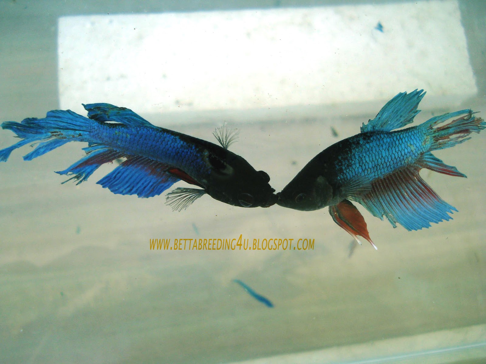 All about betta fish betta fish fighting