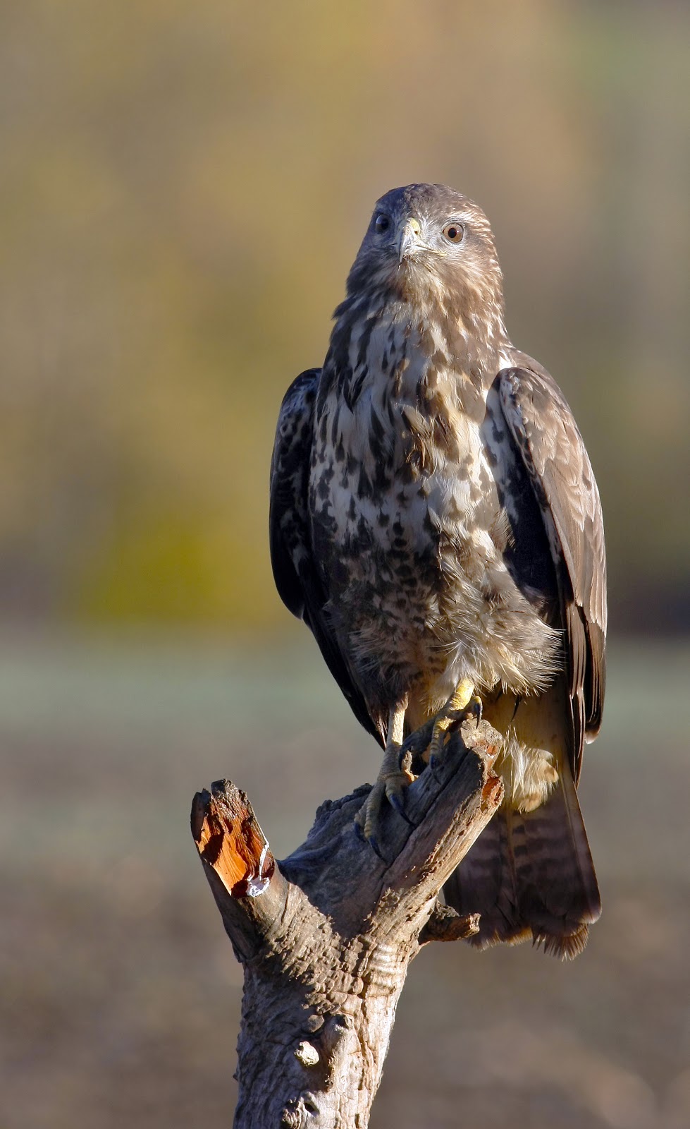 Busardo Ratonero Navarra al natural: Busardo ratonero (buteo buteo)