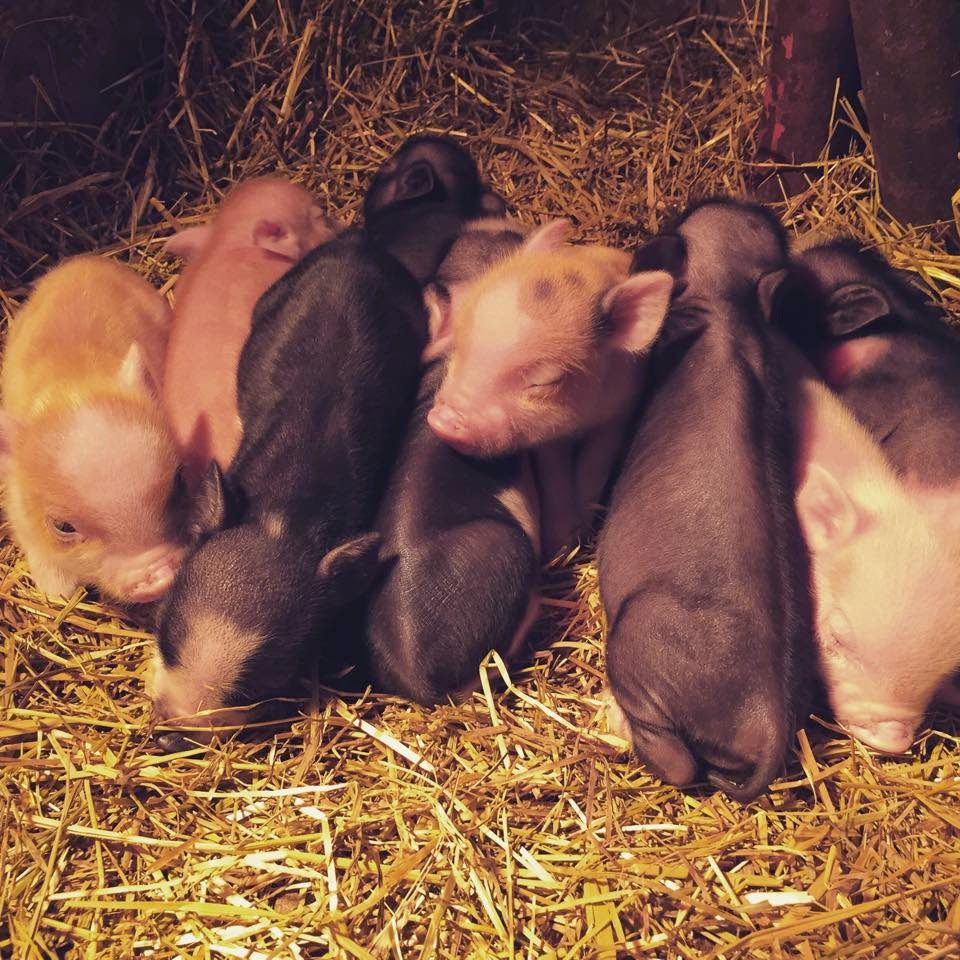 The Piggery at Plumtree Knoll New Mini Pig litter