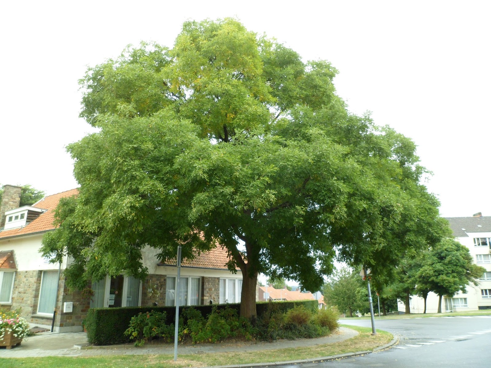 Софора японская аллея