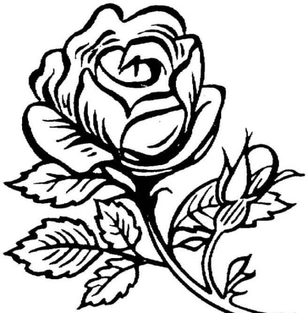 Belajar Mewarnai Gambar Bunga Mawar Anak Perempuan Mudah Digambar