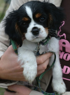 Cute Puppy Dogs: king charles spaniel puppies