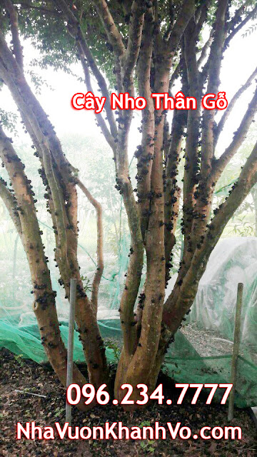 cay-nho-than-go-tphcm-co-trai.jpg