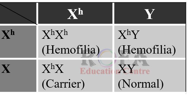 [Kunci Jawaban] Seorang perempuan dengan genotip XhX pembawa sifat