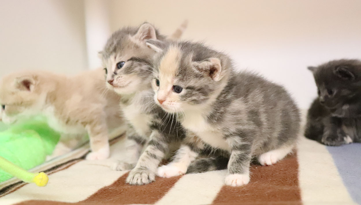 Why and When Should you Desex your Cat Australian Cat Lover