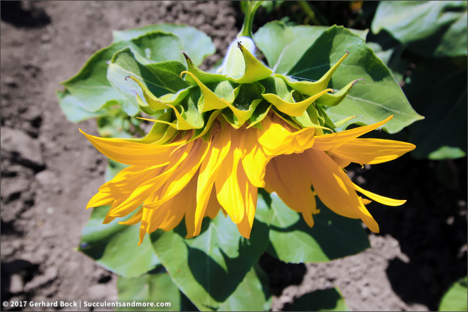 50,000 acres of sunflowers