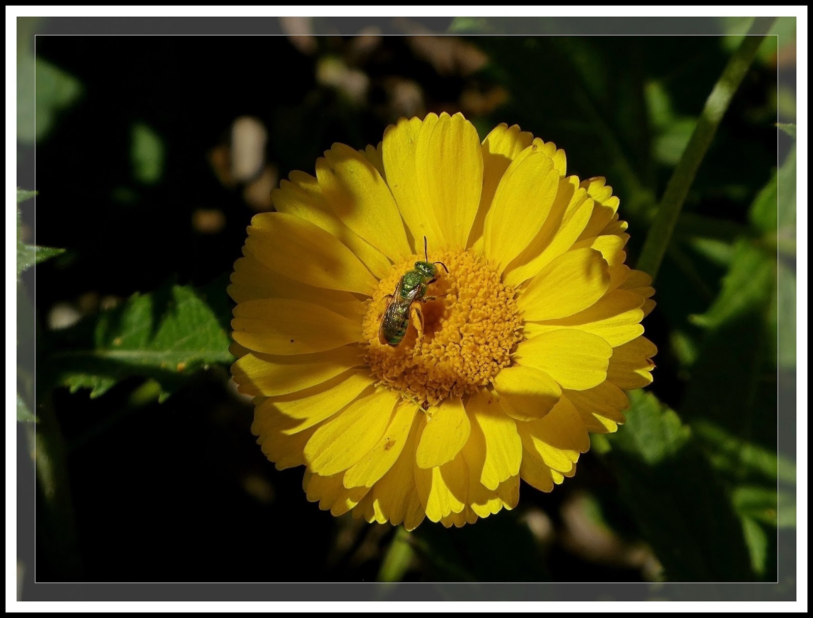 Ken's Photo Gallery: Desert Marigold (Baileya multiradiata)