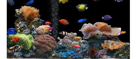 4 Ikan Hias Air Laut Termahal dengan Harga Tiada Banding