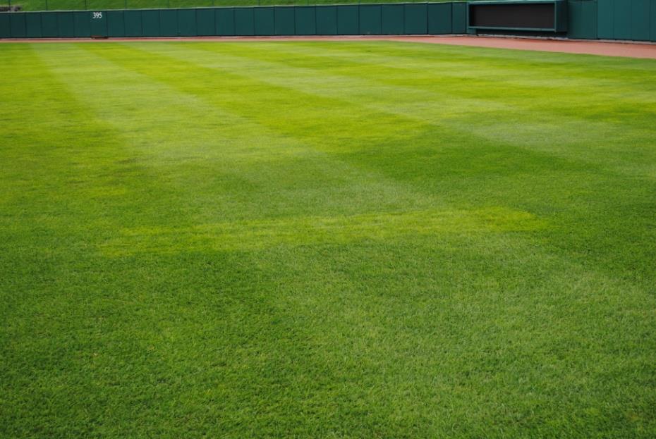 Indian Creek Turf Talk Yellowing of Kentucky Bluegrass