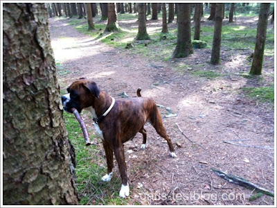 Boxer Amy auf dem Weg durch den Wald