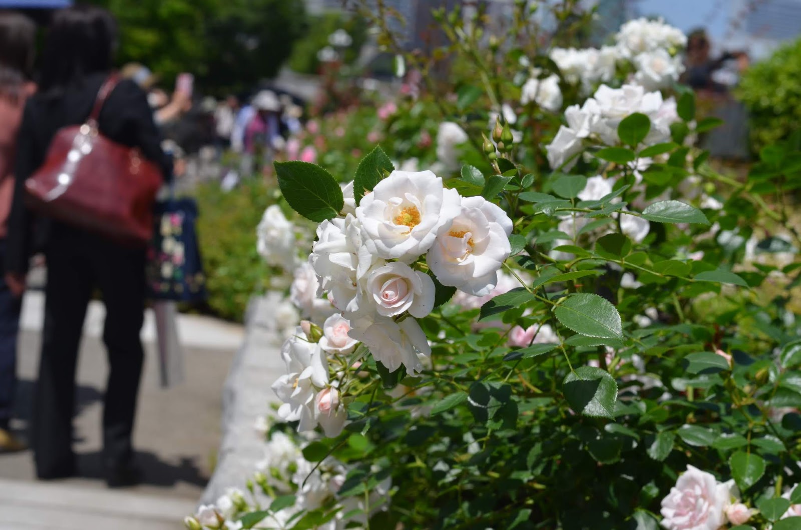 Рейнджер парк роза