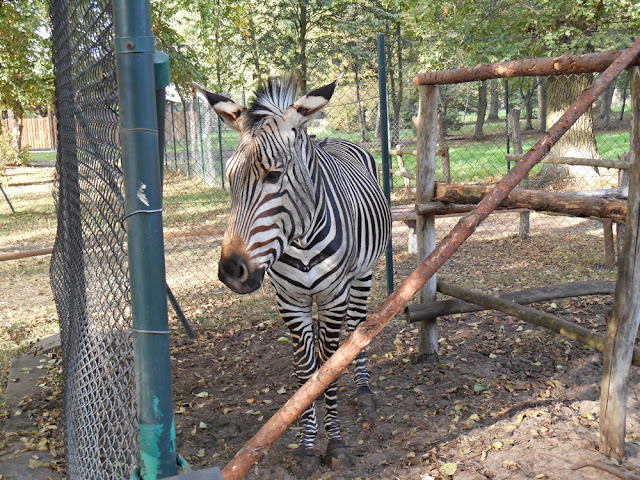 zebra zwierzę w paski, zagroda, siatka, zoo