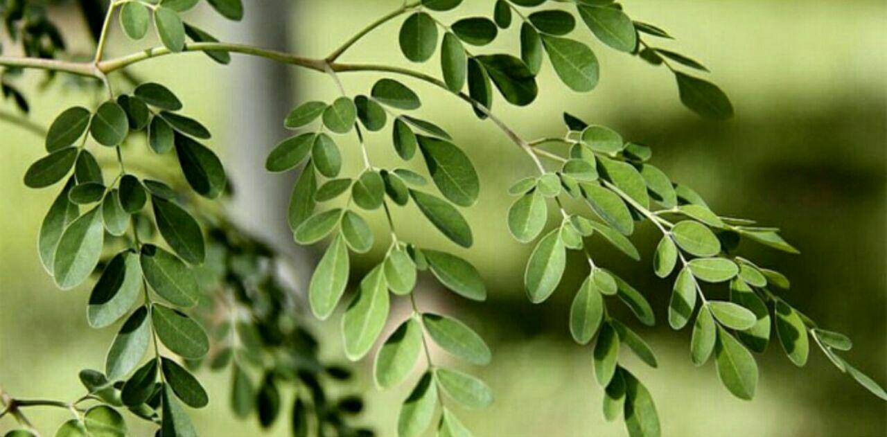 فوائد زهور شجرة المورينجا