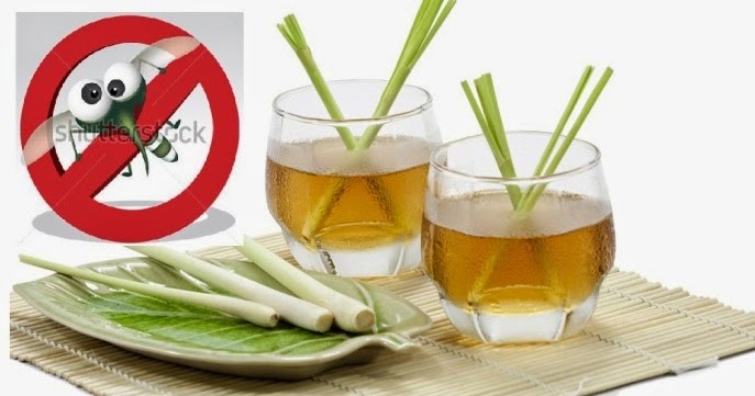 9 Cara Mengusir Nyamuk Secara Tradisional Dan Alami Paling Aman Dan