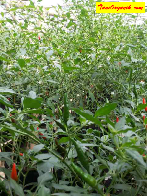 Tips Melebatkan Cabe Rawit di Polybag (Bpk Zunaedi, Sukabumi, 2015)