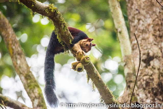 Thattekad Malabar Giant Squirrel