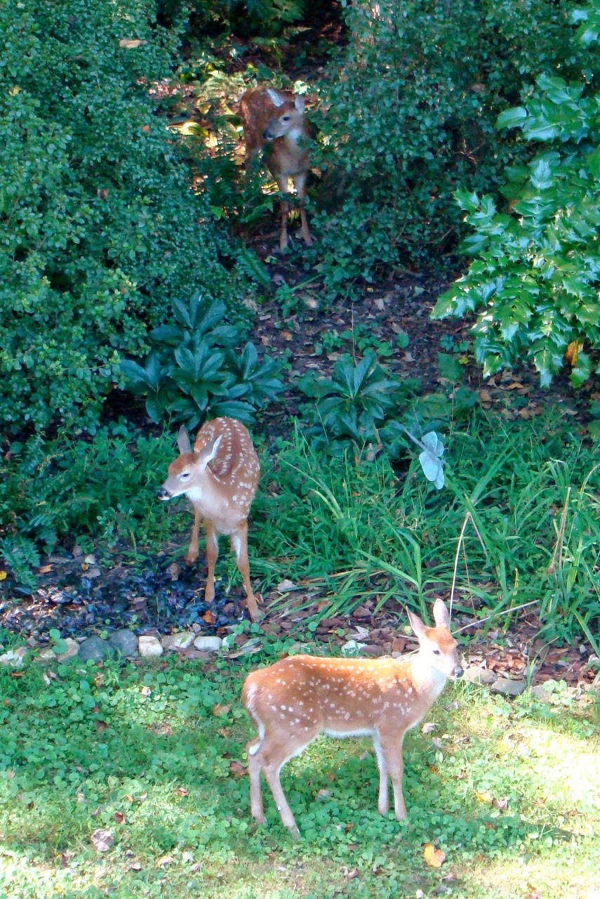 in the hills of North Carolina Deer pets