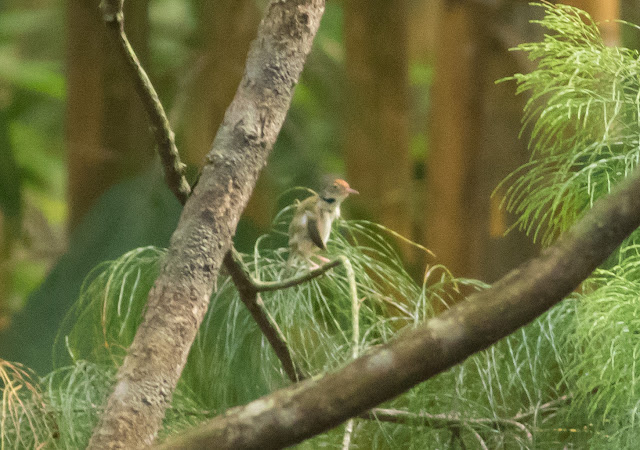 Common Tailorbird - Singapore Botanic Gardens