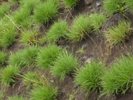 interesting plants sites cameroon mountain mount around grass region land