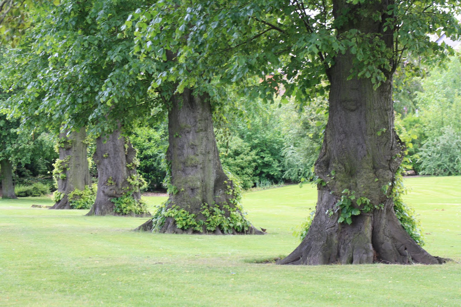 Trees in front of Hospital, Carlisle