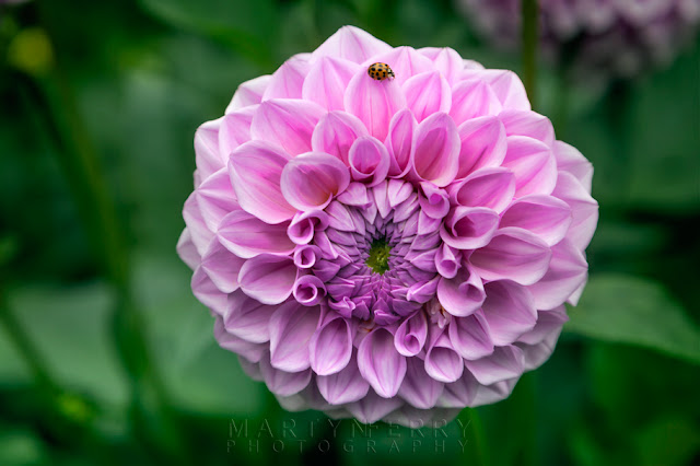 Anglesey Abbey dahlia with a ladybird by Martyn Ferry Photography